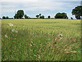 Wheat crop field