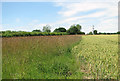 Fields east of Wacton