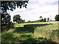 Footpath to Bustard