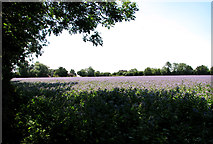 TM1890 : Borage crop field by Wacton Common by Evelyn Simak
