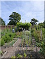 Stonebridge allotments, Faversham