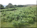 Bracken covered hillside