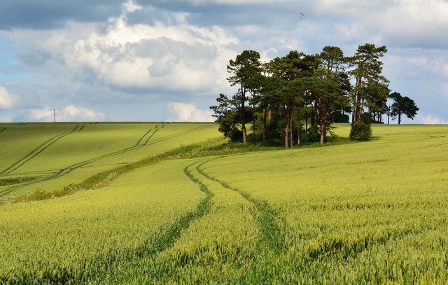 A Stand of Pine on Ham Hill, Wiltshire