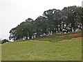 Copse above Hack Lane