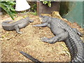SH8378 : Mississippi alligator - Alligatoridae mississippiensis by Richard Hoare