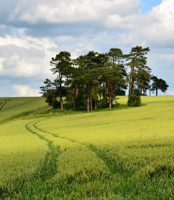 Stand of Pine on Ham Hill, Wiltshire