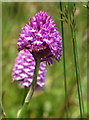 TA0390 : Pyramidal orchid beside the miniature railway by Pauline E
