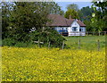 Field of buttercups at Bradwardine