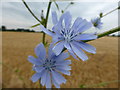 TF1114 : Cichorium intybus - flower by Bob Harvey