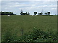 Grazing, Stallingborough Top