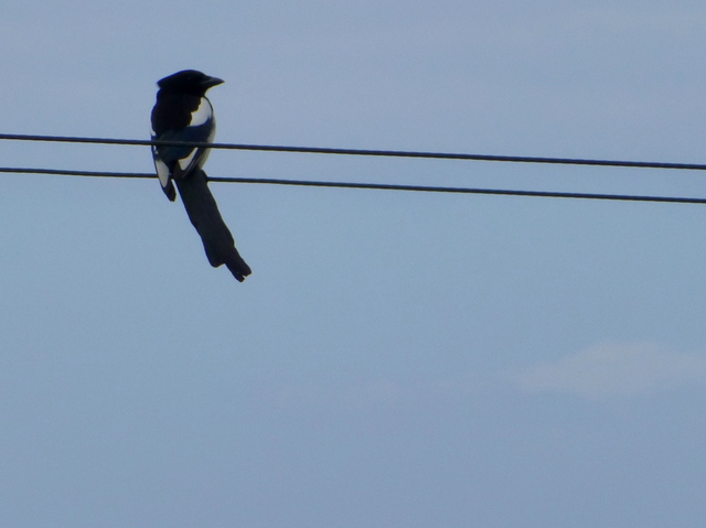 Bird On A Wire, Carrick-a-rede © Kenneth Allen :: Geograph Ireland