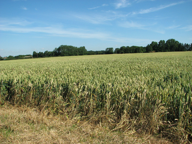 Wheat crop field by Crown Farm
