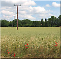 Wheat crop field north of Wood Lane