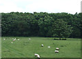 Grazing towards Hermitage Wood