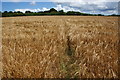 SW5433 : Path through wheat near Tregethas Farm by Bill Boaden