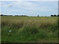 Crop field, Little Laceby