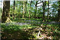 Bluebells, Honey Lane