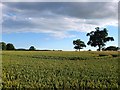 Hay Barn Field (2)