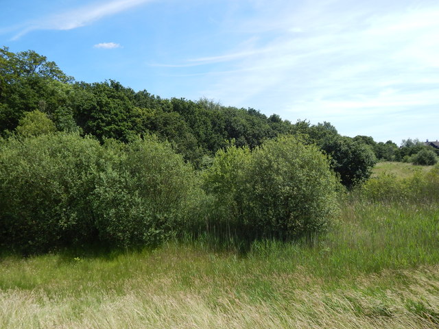 The edge of Wivenhoe Wood