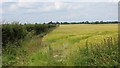 Barley field