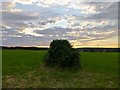 Hedge and a sunset sky