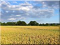 Barn Field/House Field