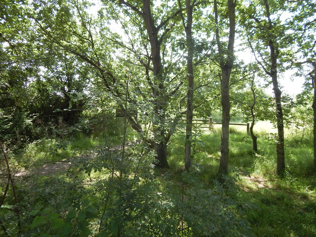 Trees and path to East Donyland