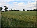 Wheat field by Debden Road