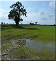 Farmland near Leicester Forest East