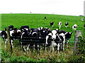 Cows, Tattraconnaghty