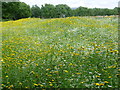 Wildflower meadow at Parliament Hill Fields