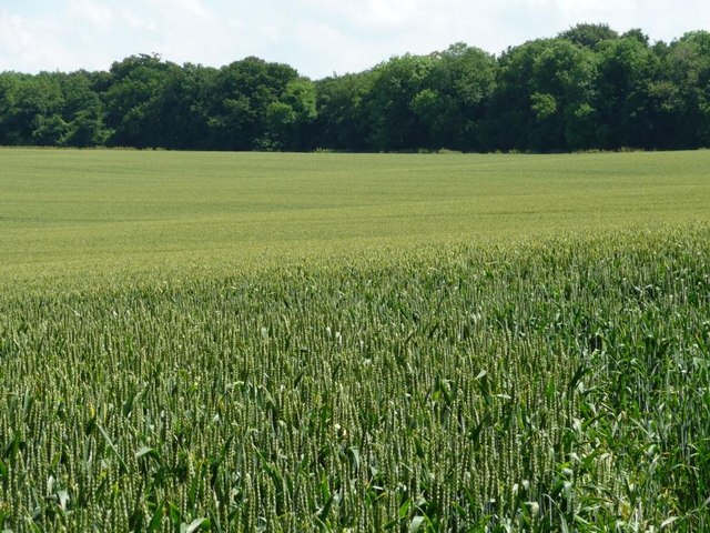 Wheatfield east of Old Park Road