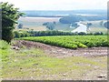 Potato field near Dalcove Mains