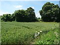 SU6327 : Corner of a wheatfield, east of Slys Farm by Christine Johnstone