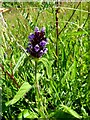 Self-heal at Auchalton Meadow