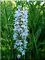 Common Spotted Orchid at Auchalton