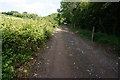 Track towards Frog Cottage from Hitchcombe