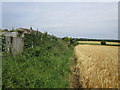 Path behind the houses