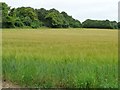 SU5621 : Barley field at the northern end of Stephen's Castle Down by Christine Johnstone