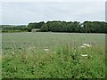 Potato field and farm shed, Ower Farm