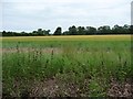 SU5522 : Barley field, north-east of Priest Wood by Christine Johnstone