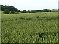 Tractor tracks in a wheatfield