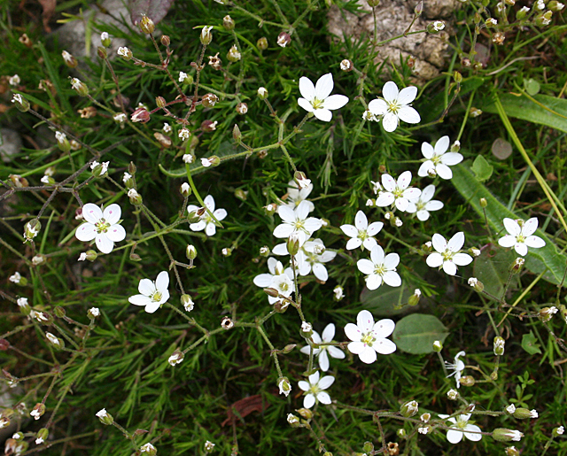 Spring Sandwort (Minuartia verna)