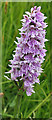 SK1774 : Common Spotted Orchid (Dactylorhiza fuchsii) by Anne Burgess