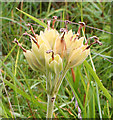 SK1774 : Cowslip (Primula veris) by Anne Burgess
