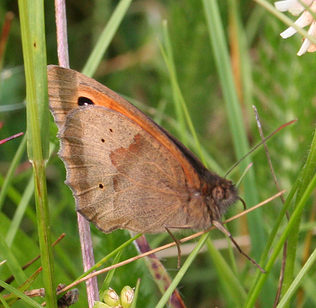 Meadow Brown Butterfly (Maniola  jurtina)