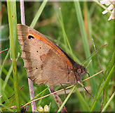 SK1573 : Meadow Brown Butterfly (Maniola  jurtina) by Anne Burgess
