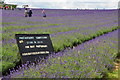 London : Sutton - Mayfield Lavender Fields