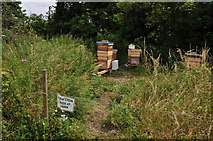 TQ2760 : London : Sutton - Mayfield Lavender Fields, Bee Hive by Lewis Clarke