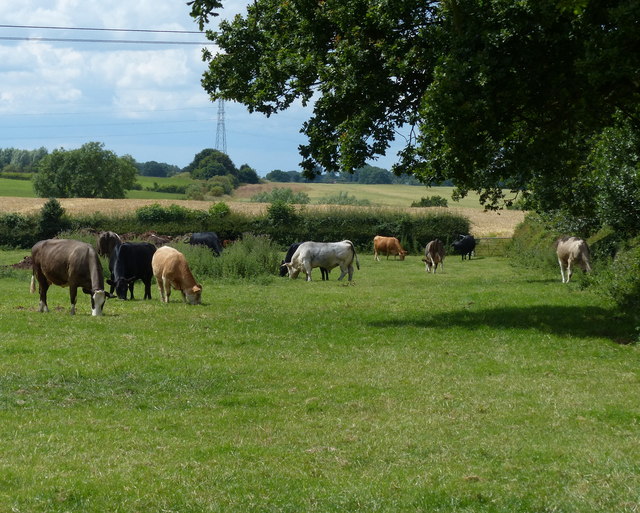 Cows in the hamlet of Brascote